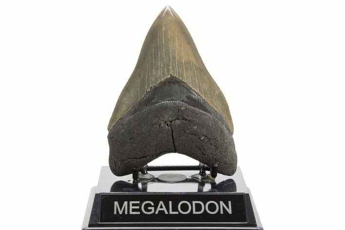 Serrated, Fossil Megalodon Tooth - Georgia #332838